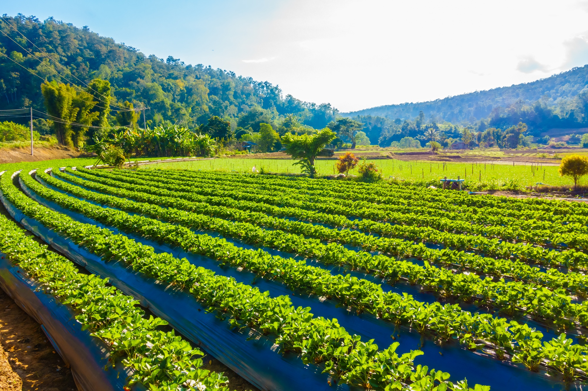 Impact Story: Feed & Seed, Greenville, SC